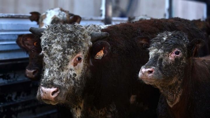 Rəsmi: Heyvandarlıq məhsullarının qiymətləri 12% bahalaşıb