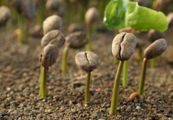 Əkin planının hazırlanması, aqronom məsləhəti və toxumlar