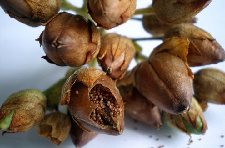 Tütün toxumları və tinglər gömrük rüsumundan azad edildi