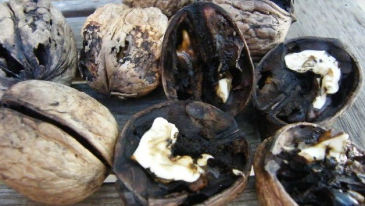 "Bəzi banklar  “çürük qoz” kimidir"