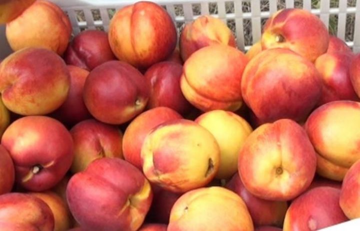 Qəbələdən ərəb ölkələrinə göndəriləcək