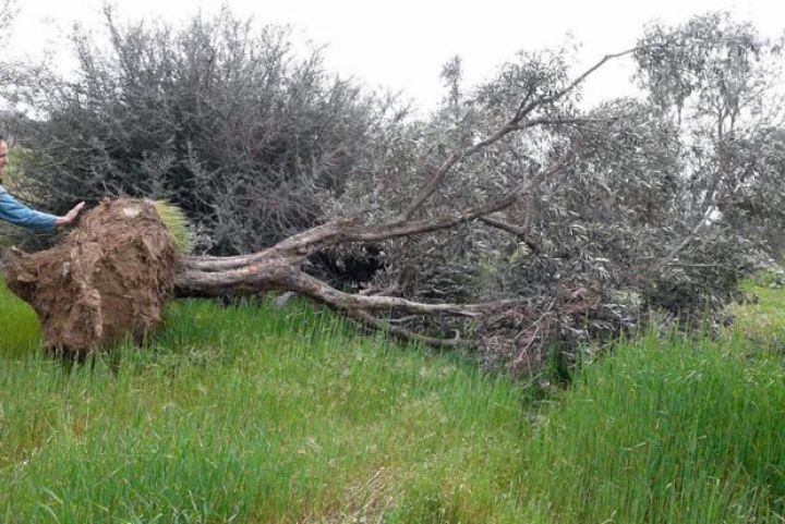  “XalqBank”ın səhmdarının zeytun bağını məhv etdiyi bildirilir