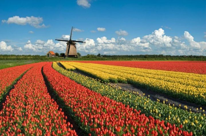 Aqrar sektorda “holland möcüzəsi”nin sirri