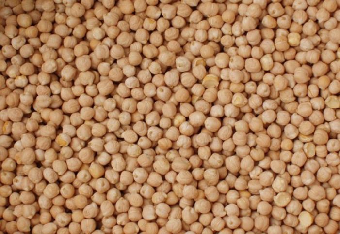 Noxud əkininə maraq artır