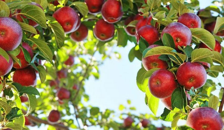 Azərbaycan Rusiyaya ən çox alma satan ölkələr sırasındadır