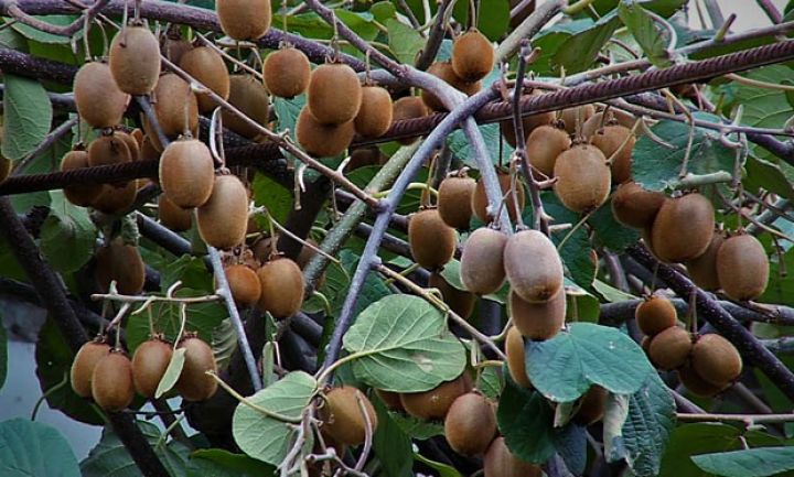 "Keçən il 1,20 manata satılırdı, bu il isə 1 manatdan da ucuzdur”