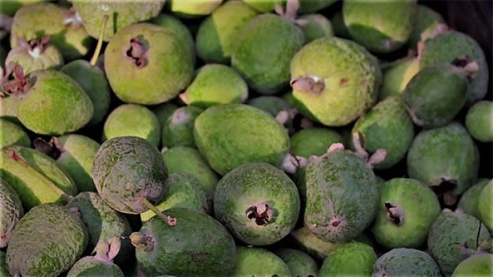 Feyxoa satışında çətinlik