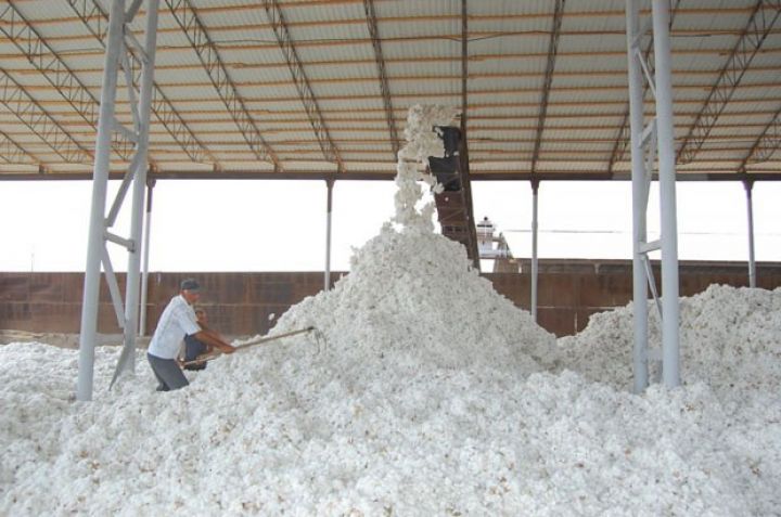 Ölkə üzrə pambıq tədarükü - SON MƏLUMAT