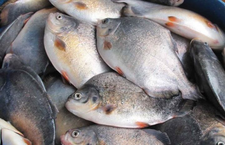 Balıq bollaşıb, amma alıcılıq qabiliyyəti aşağıdır 