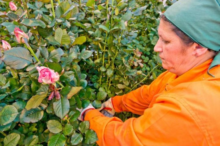 Tam torpaqsız şəraitdə becərilir, gündəlik 1000-1500 qızıl gül dərilir 