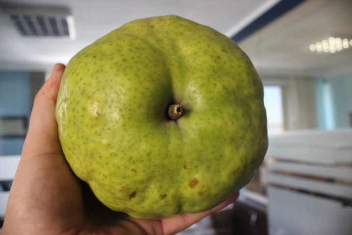 Görənlər yemiş zənn edir, amma...