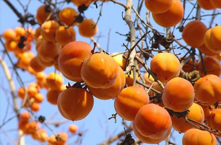 Göyçay 80 faizini xaricə göndərir - 20 min ton gözlənilir