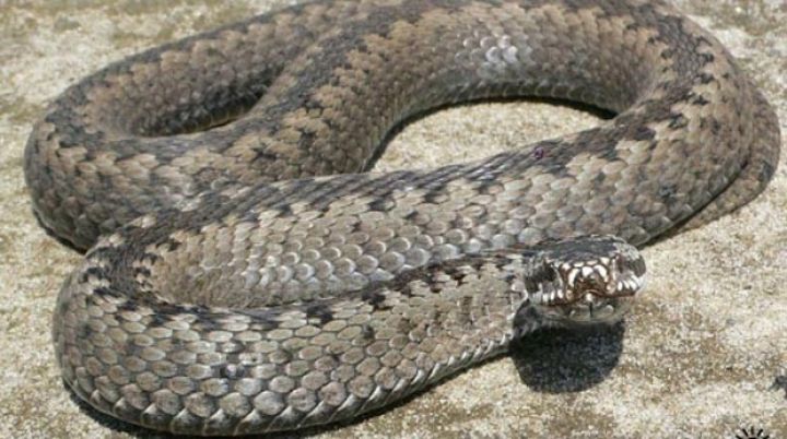 "Biz müqavilə ilə ilan tuta bilərik"