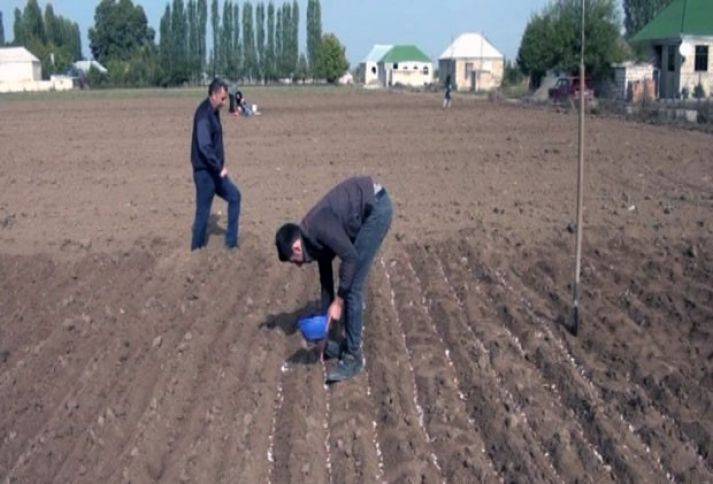 Kiloqramını 4-5 manata satıb, ruhlandılar