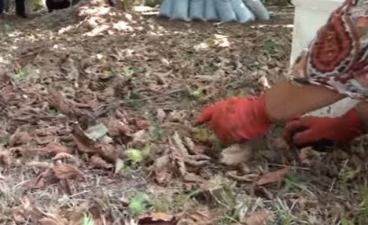 Onların kefi pozulub - Qiymət 5 manatdan 2 manata düşüb