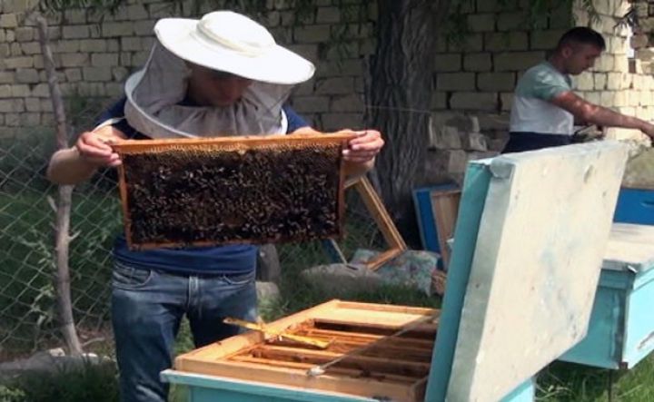 Muğanın istisində bal arısı bəsləmək