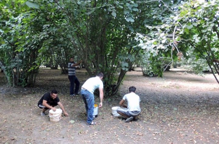 İndiki qiymətlərlə ən azı 12-13 milyon qazanc əldə edəcəklər