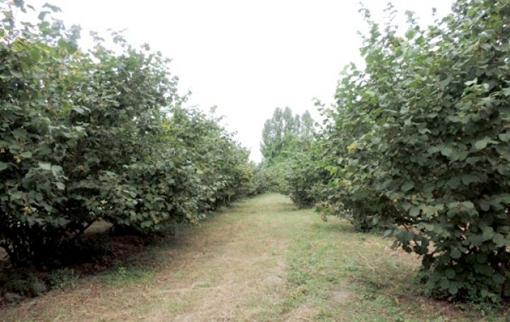 1 hektar fındıq bağını sığortalamaq neçəyədir? – HESABLAMA, MƏBLƏĞ