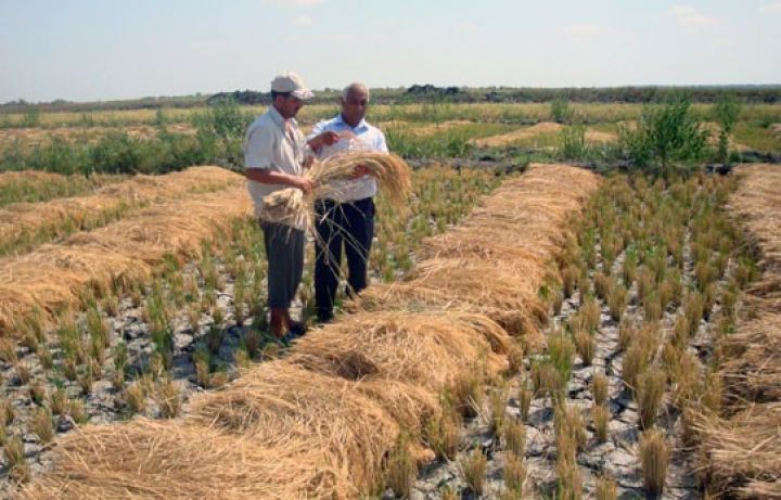 Xaricdən idxal olunanların süni olması, yerli istehsala təkan verdi