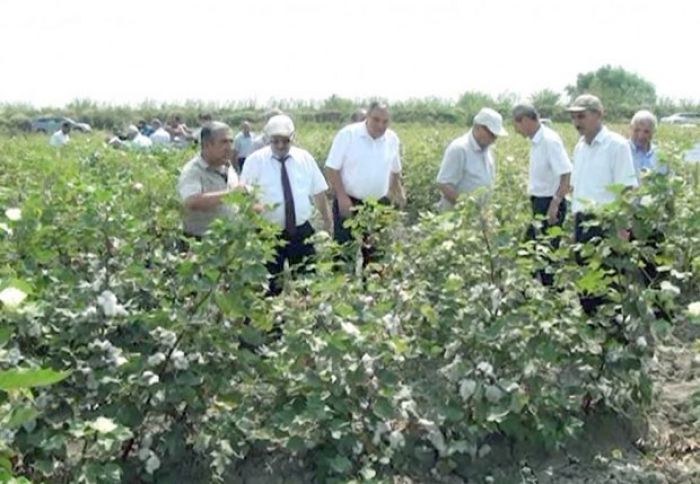 Azərbaycan pambıqçılığında ilk!