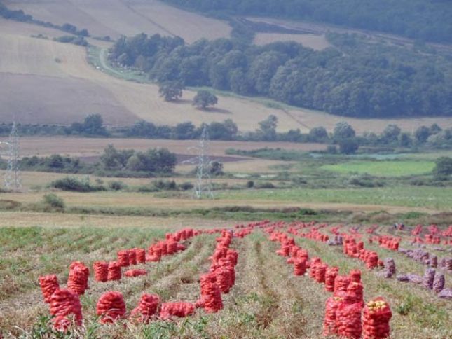 İsmayıllıda sənaye üsulu ilə əkilən kartofda yüksək məhsuldarlıq qeydə alınıb