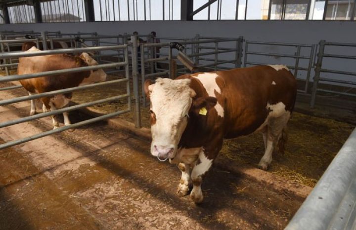 Azərbaycan Gürcüstandan mal-qara idxalını kəskin artırıb