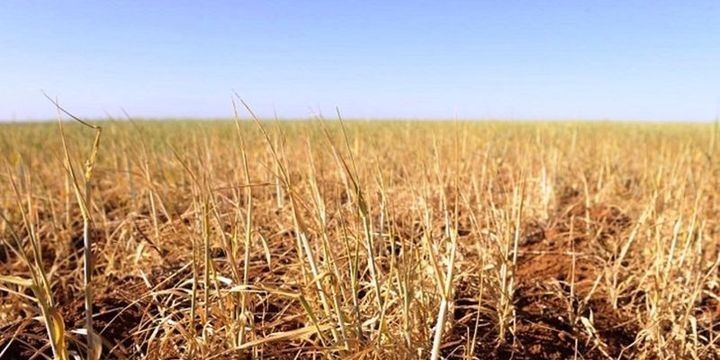 İraqda quraqlıq kənd təsərrüfatı sektorunu vurdu