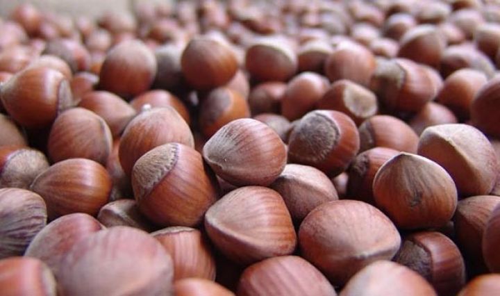 Bu rayonda 6 min tona yaxın fındıq gözlənilir