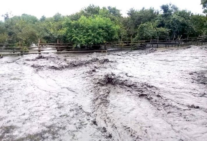 Fındıq bağları suyun altında qalıb, lildən məhsul yığmaq mümkün deyil