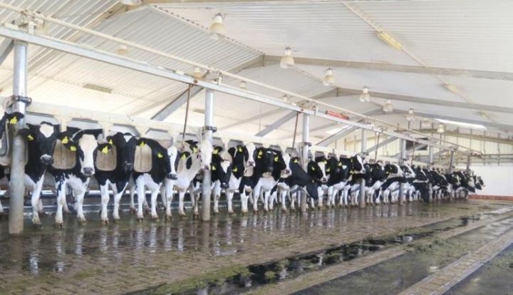 İri holdinq 20 min ton süd üçün heyvandarlıq kompleksi tikir