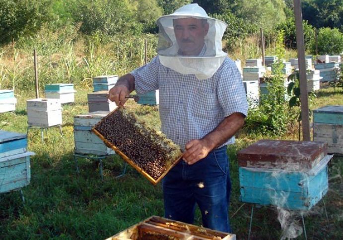 "100 arı ailəsi varsa, 1000 manat subsidiya alacaq"