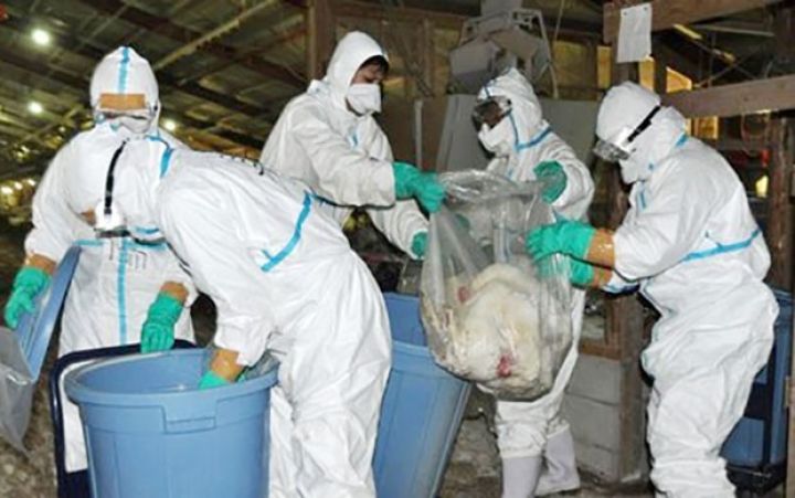 Əhaliyə və quşçuluq şirkətlərinə xəbərdarlıq - "SÜRƏTLƏ YAYILIR"