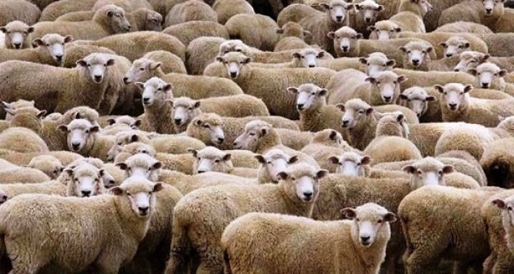 Azərbaycanda mal-qara və qoyunlar azalır