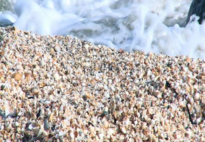 Təbiətdən yığıb, kisəsini 1-3 manata satırlar