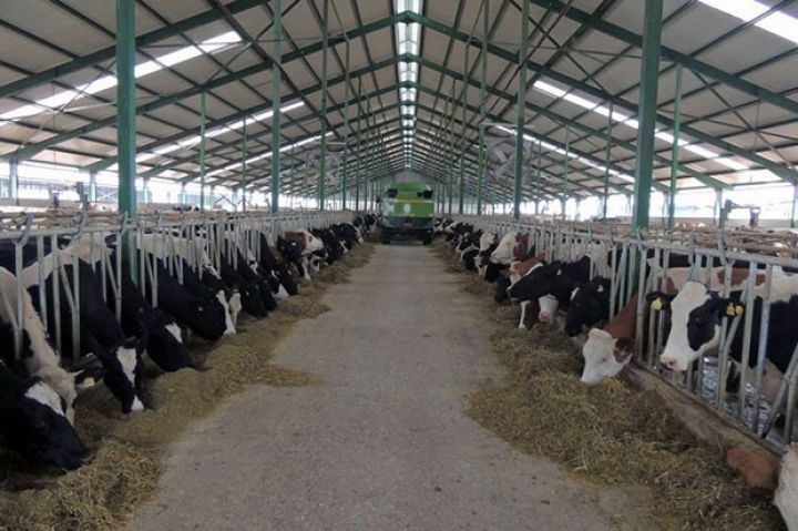 Qısa zamanda kökəlir və daha çox ət verir - 800 BAŞ SAXLAYIR