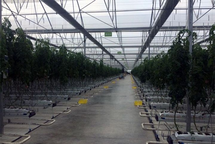 “Kanka” sortunu əkib, 250 ton məhsul əldə edib 