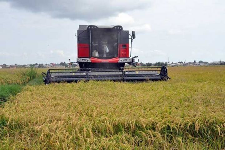 Masallıda çəltik sahələri iki dəfədən çox artırılır