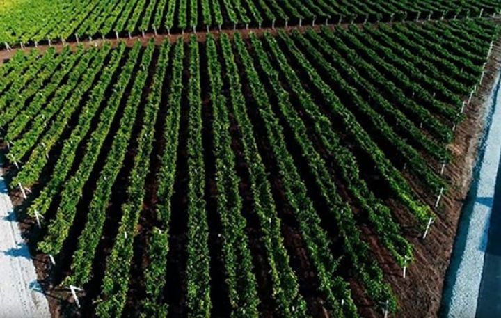 Azərbaycanda “Üzümçülük vadisi”nin salınmasına başlanılıb