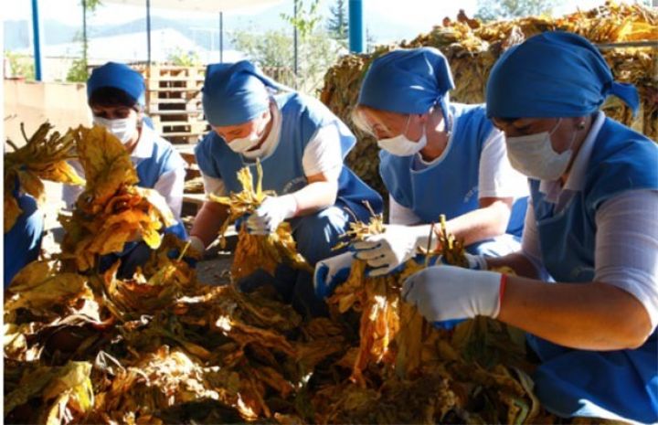 Şirkət 120 ədəd yaşıl tütün qurutma kameraları satın alır - TENDER