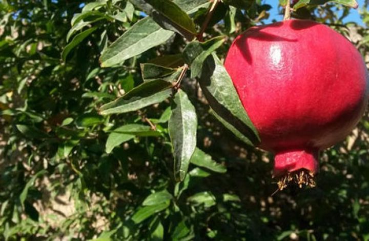 Azərbaycan Kolumbiyaya 8 min nar ağacı tingi ixrac edib