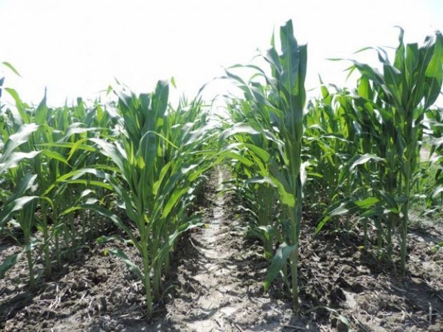 Aqroparkda ilk dəfə qarğıdalının Serbiyadan gətirilən sortları əkilib 