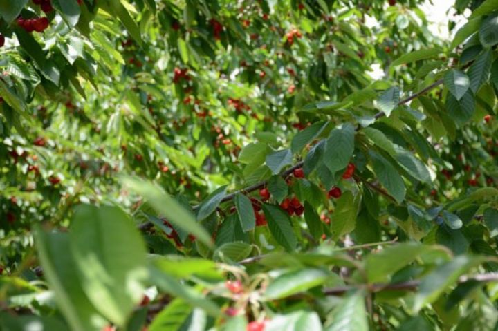 Bağlarda bir kiloqramı 1,5-2 manata satılır