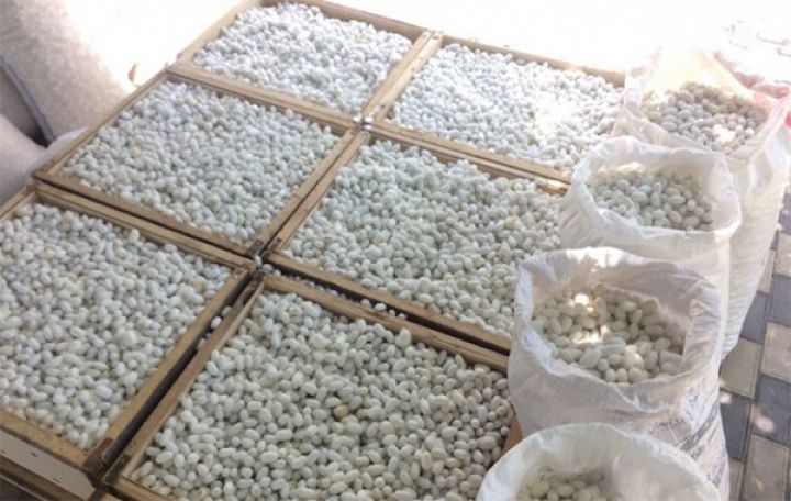 Bu rayon barama tədarükünə görə respublikada birincidir