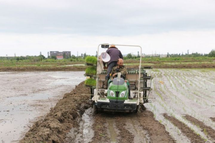 Hektarını əkmək 350 manata başa gəlir