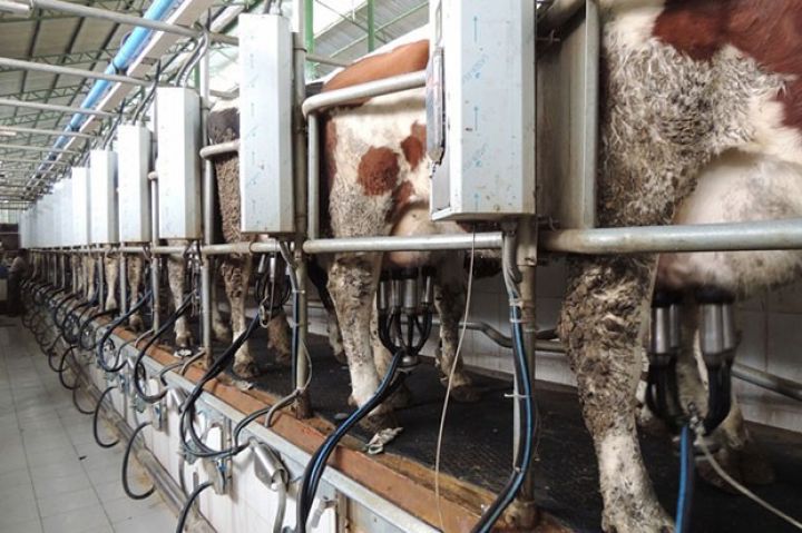 Yeni yaradılıb, gündəlik 9-10 ton süd istehsal olunur