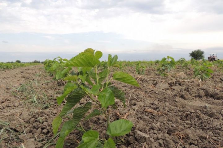 Sığortaçılar yekun təklifləri Palataya göndərir
