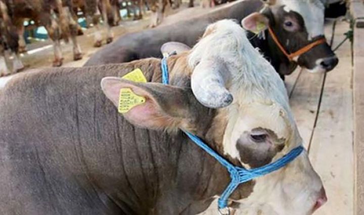 "Yol kənarlarında heyvanların kəsiminə nəzarət lazımdır"