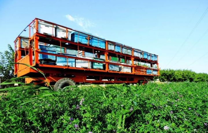 Azərbaycandan Yaponiyaya daşınır  - 94%