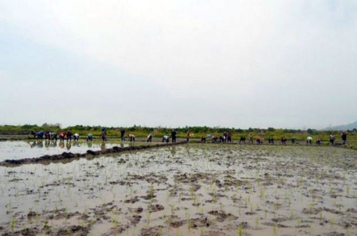 Maya dəyərindən 10-15 dəfə bahasına satılır - ƏKİNİNƏ BAŞLANDI