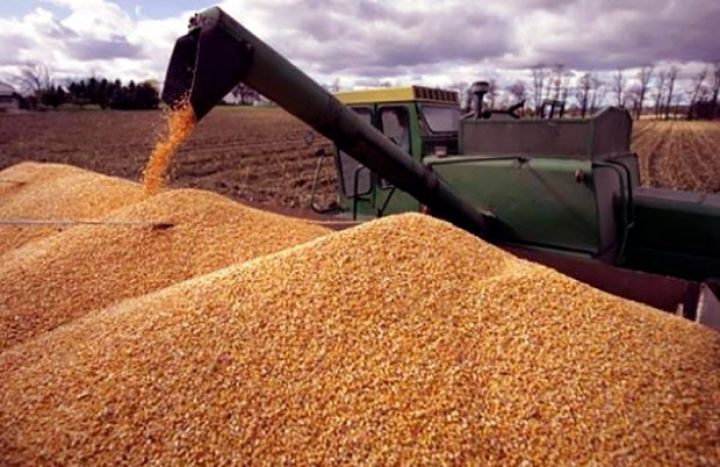 Aqropark taxıl və yem bitkiləri alır